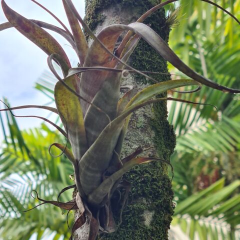 Tillandsia flexuosa