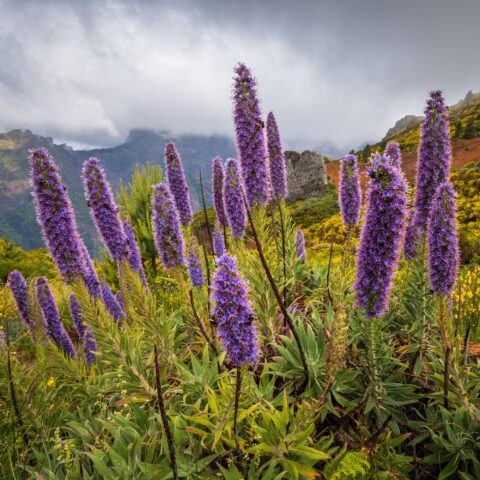Echium fastuosum