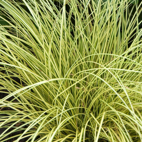 Carex brunnea "Jenneke"