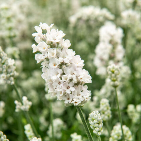 Lavandula angustifolia "Vienco Early White"
