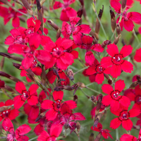 Dianthus deltoides "Leuchtfunk"