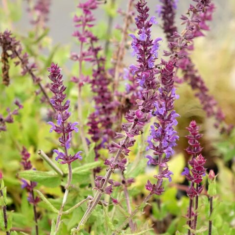 Salvia nemorosa "Caradonna Compact"
