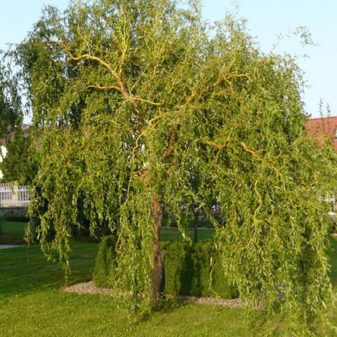 Salix x sepulcralis "Erythroflexuosa"