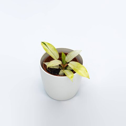 Philodendron "Snowdrift"