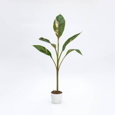 Musa "Nono"