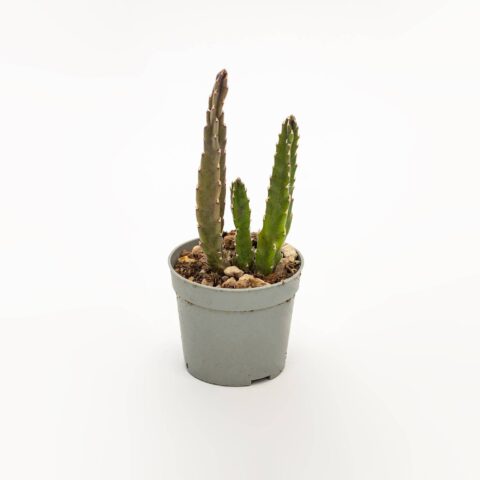Stapelia hirsuta