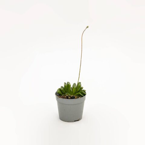 Haworthia truncata