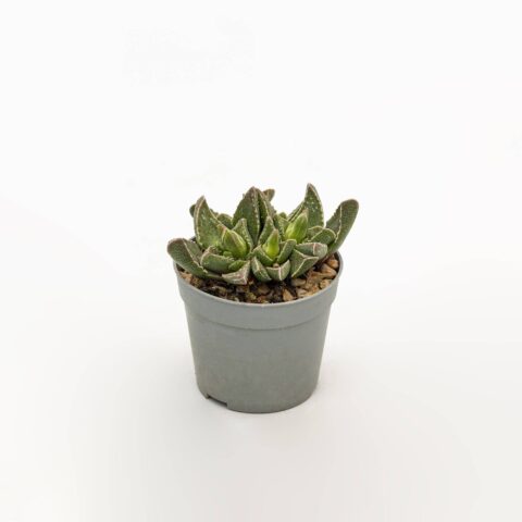 Faucaria tuberculosa