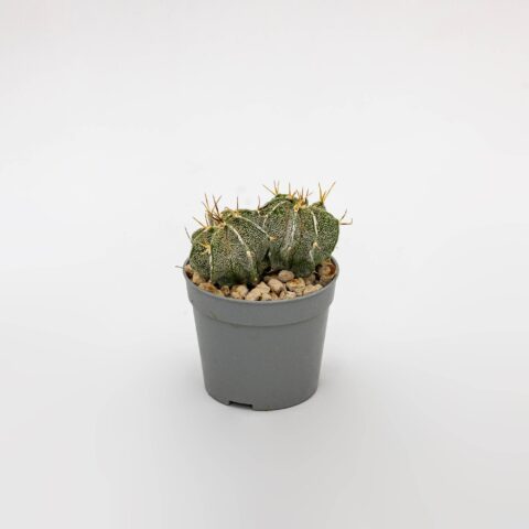 Astrophytum ornatum