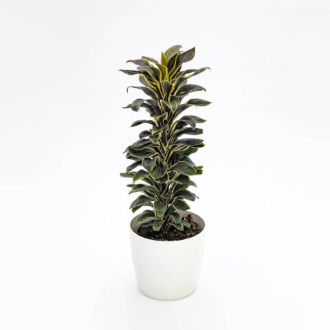 Cordyline fruticosa "Chocolate Queen"