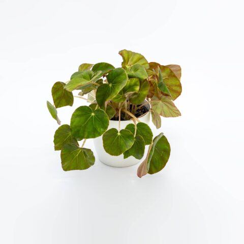 Begonia "Erythrophylla"