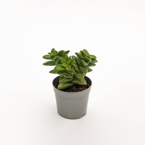 Crassula "Springtime"