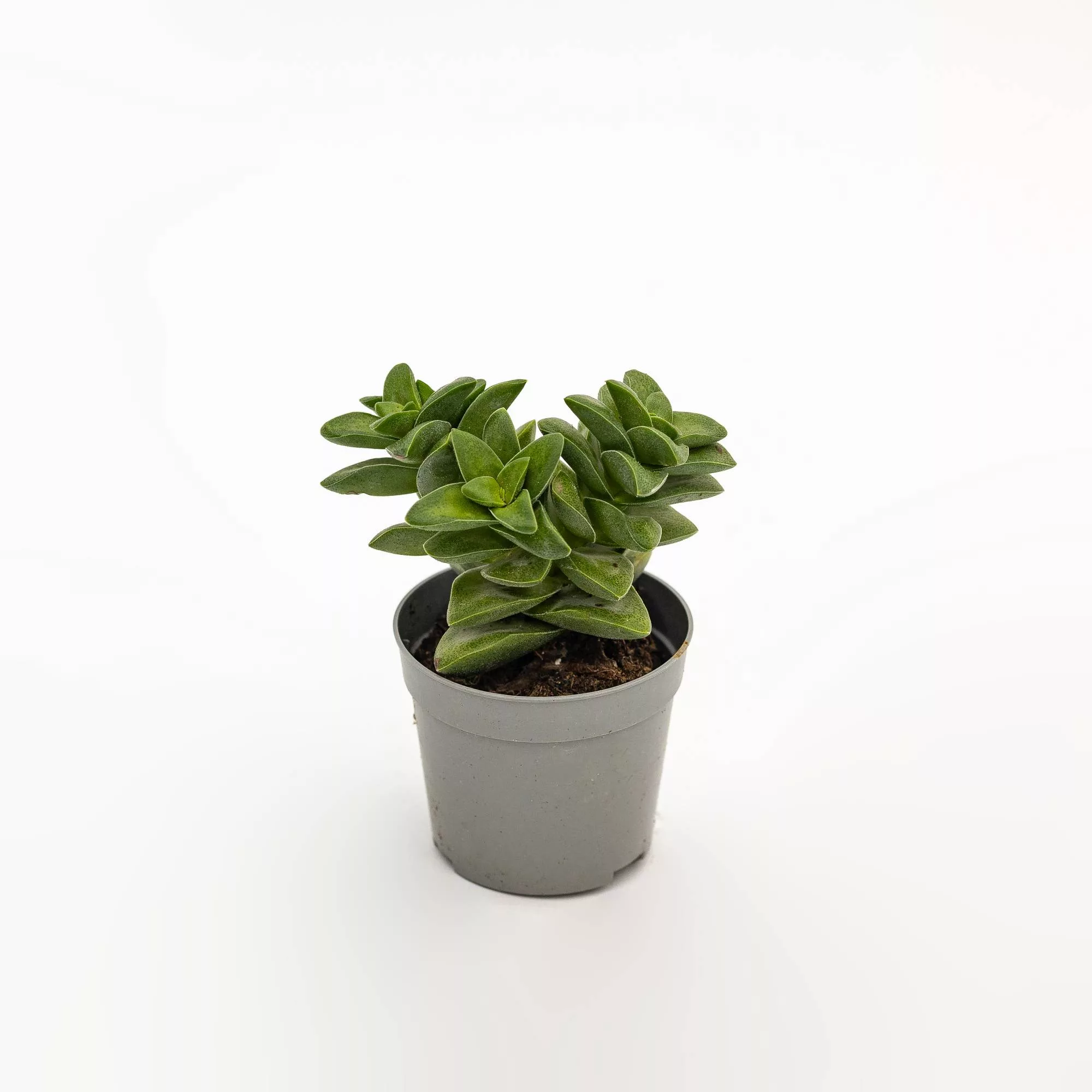 Crassula "Springtime"