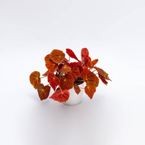 Begonia "Autumn Ember"