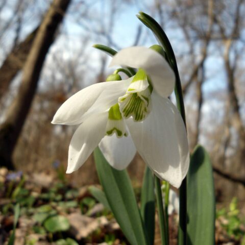 Galanthus elwesii - Bulbi