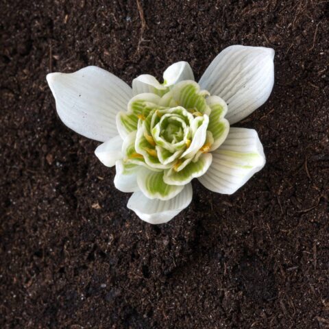 Galanthus nivalis "Flore Pleno" - Bulbi