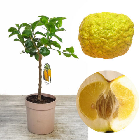 Pompia