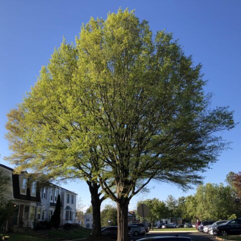 Quercus phellos