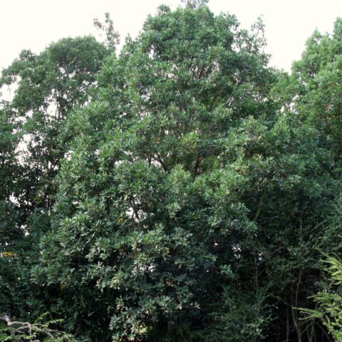 Quercus x turneri "Pseudoturneri"