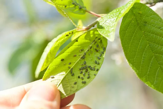 eliminare insetti dalle piante