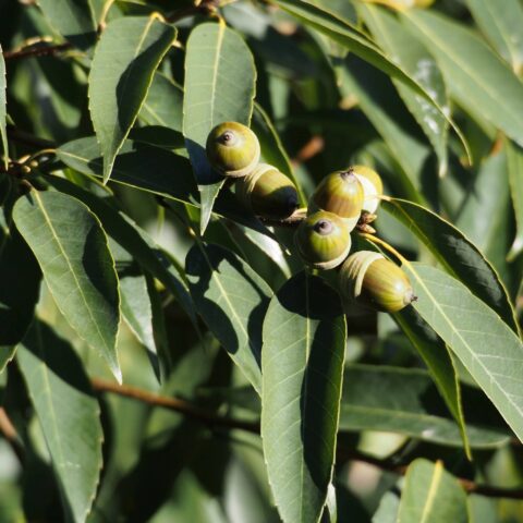 Quercus myrsinifolia
