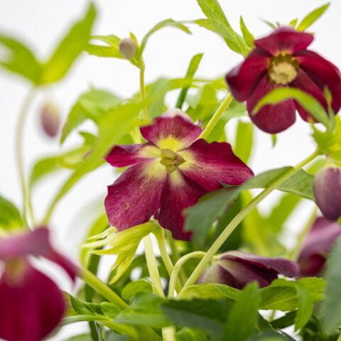 Helleborus orientalis"Hello Red"