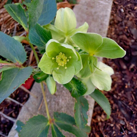Helleborus argutifolius "Silver Lace"