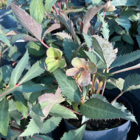 Helleborus x sternii "Silver Star"