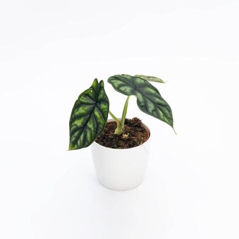 Alocasia "Dragon Scale"