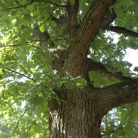Quercus macrocarpa