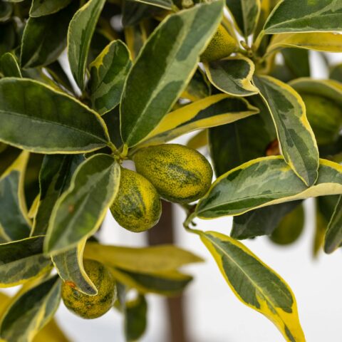 Kumquat "Variegato"
