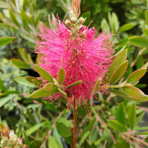 Callistemon viminalis "Hot Pink"
