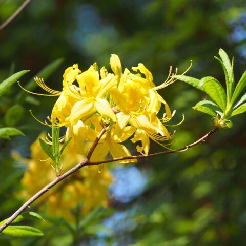 Azalea mollis "Luteum"
