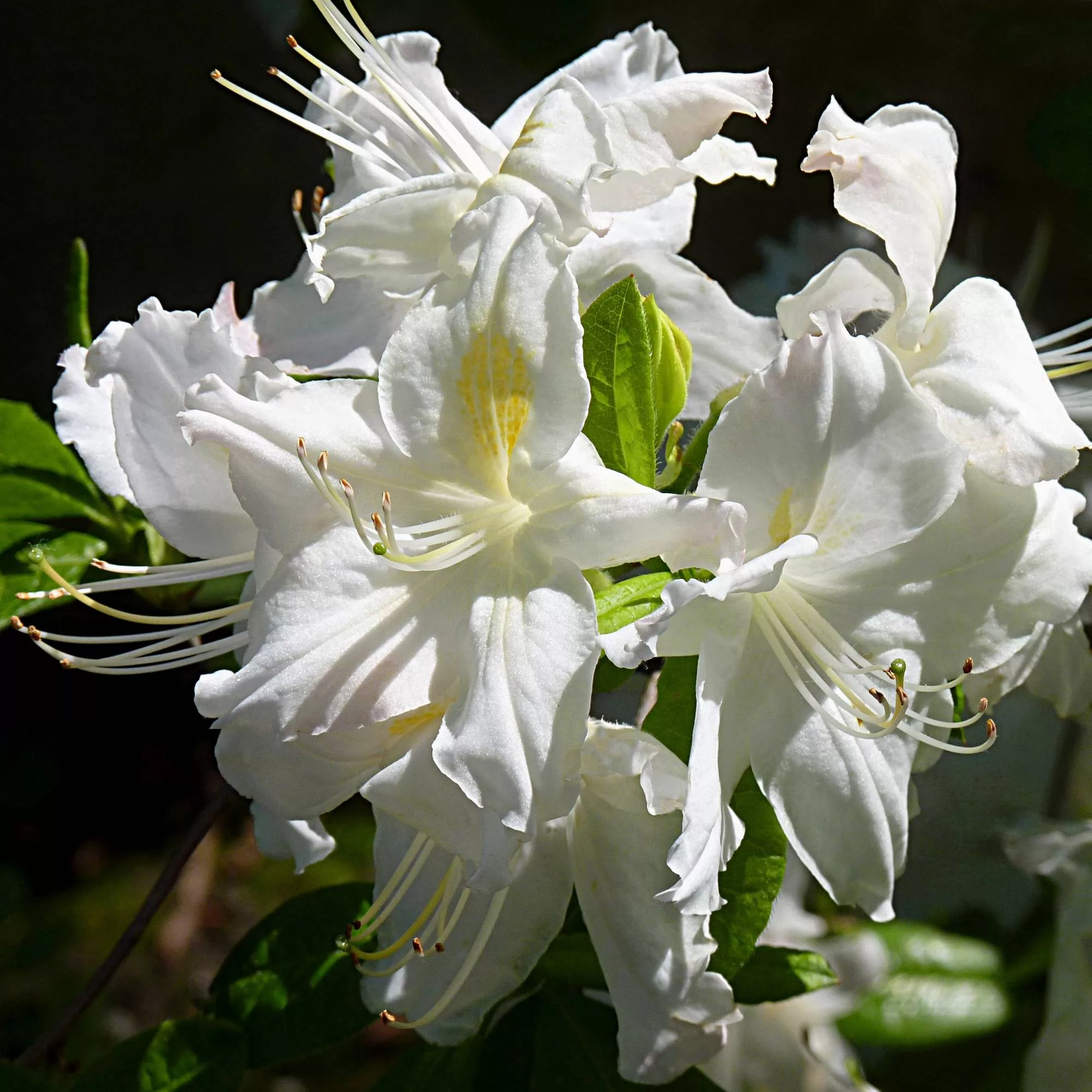 Azalea mollis "Persil"