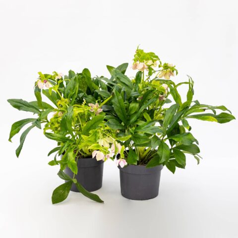 Helleborus orientalisin variet