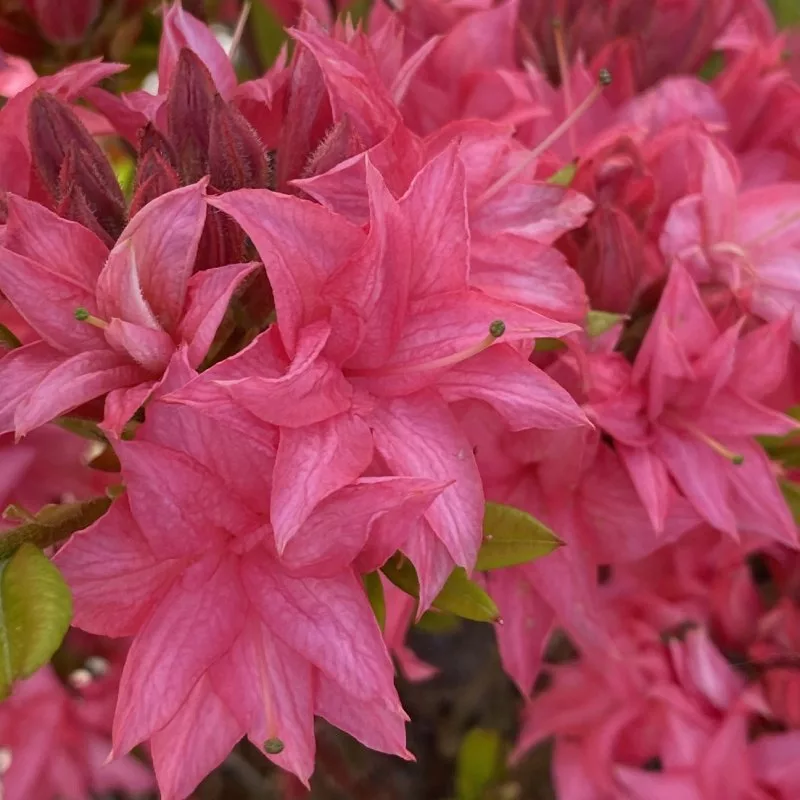 Azalea mollis "Homebush"