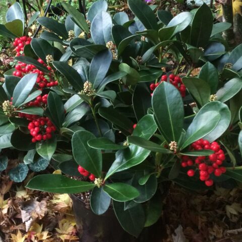 Skimmia japonica "Veitchii"