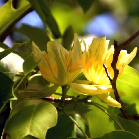 Liriodendron tulipifera "Aureomarginatum"
