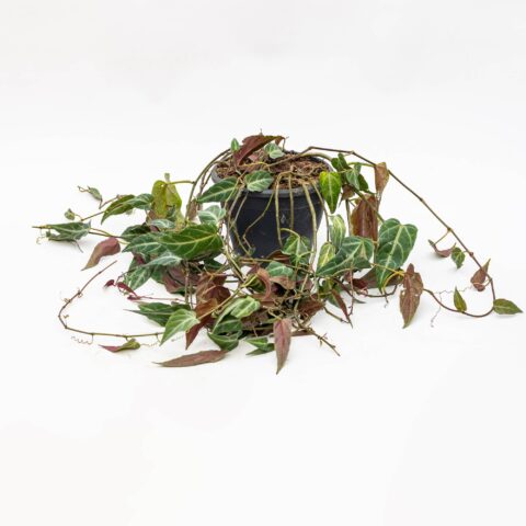 Parthenocissus "Amazonica"