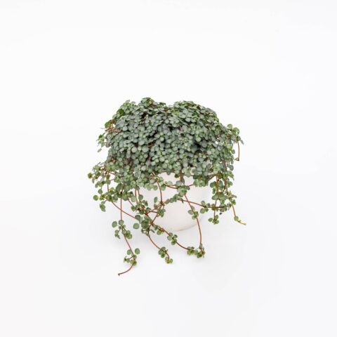 Pilea glaucophylla "Greyzy"