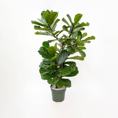 Ficus lyrata multistem in idrocoltura