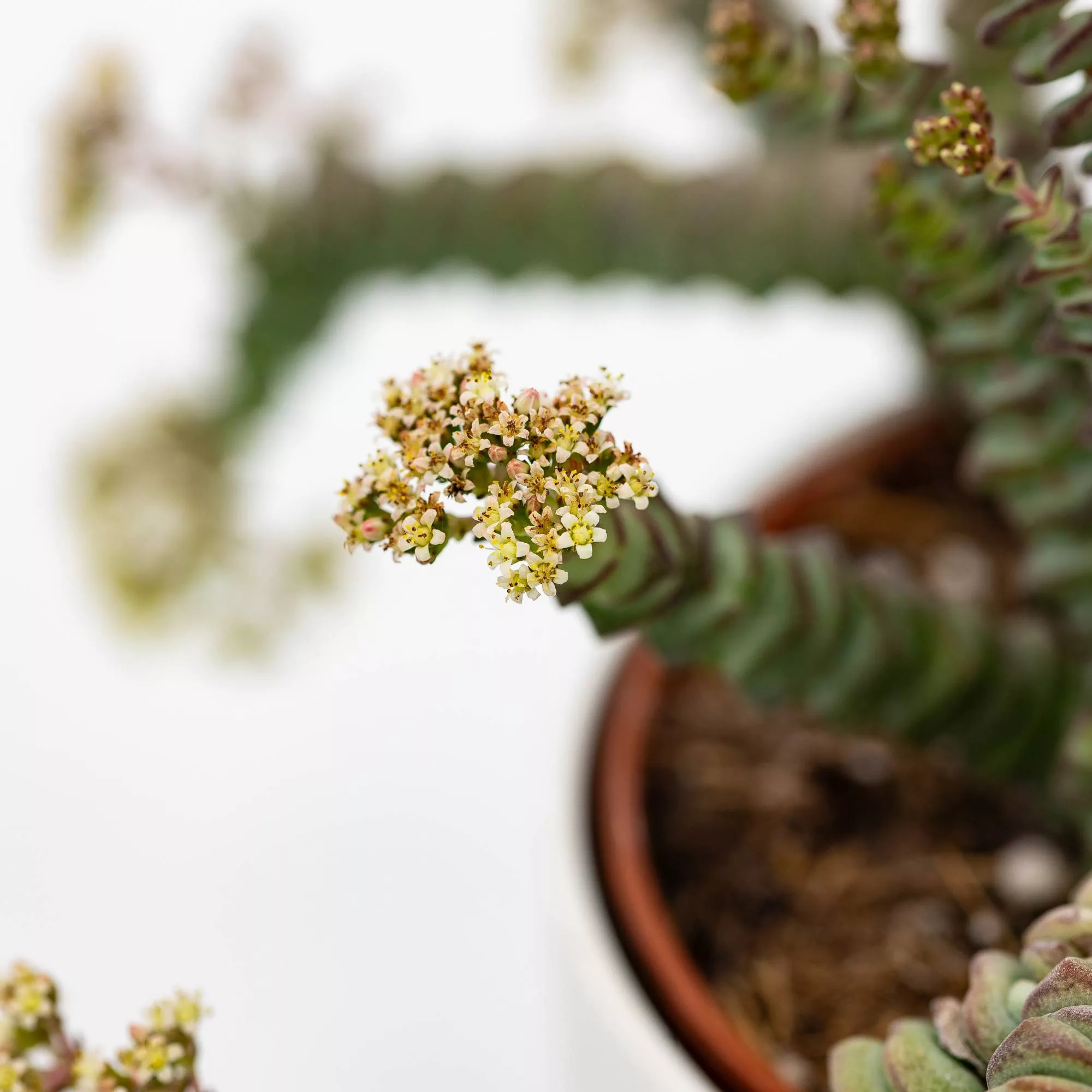 Crassula marnieriana