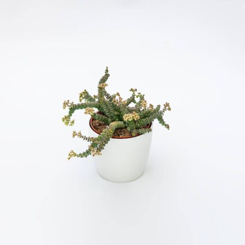 Crassula marnieriana
