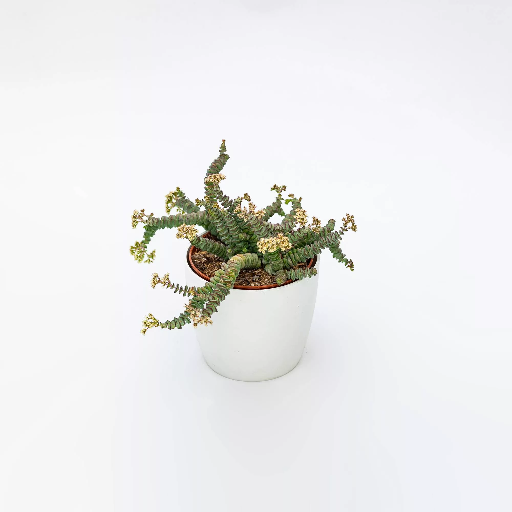 Crassula marnieriana