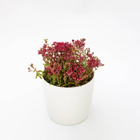 Crassula schmidtii "Red"