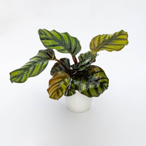 Calathea fasciata