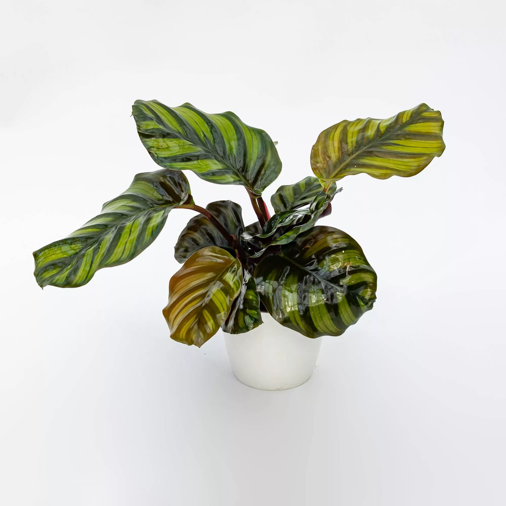 Calathea fasciata