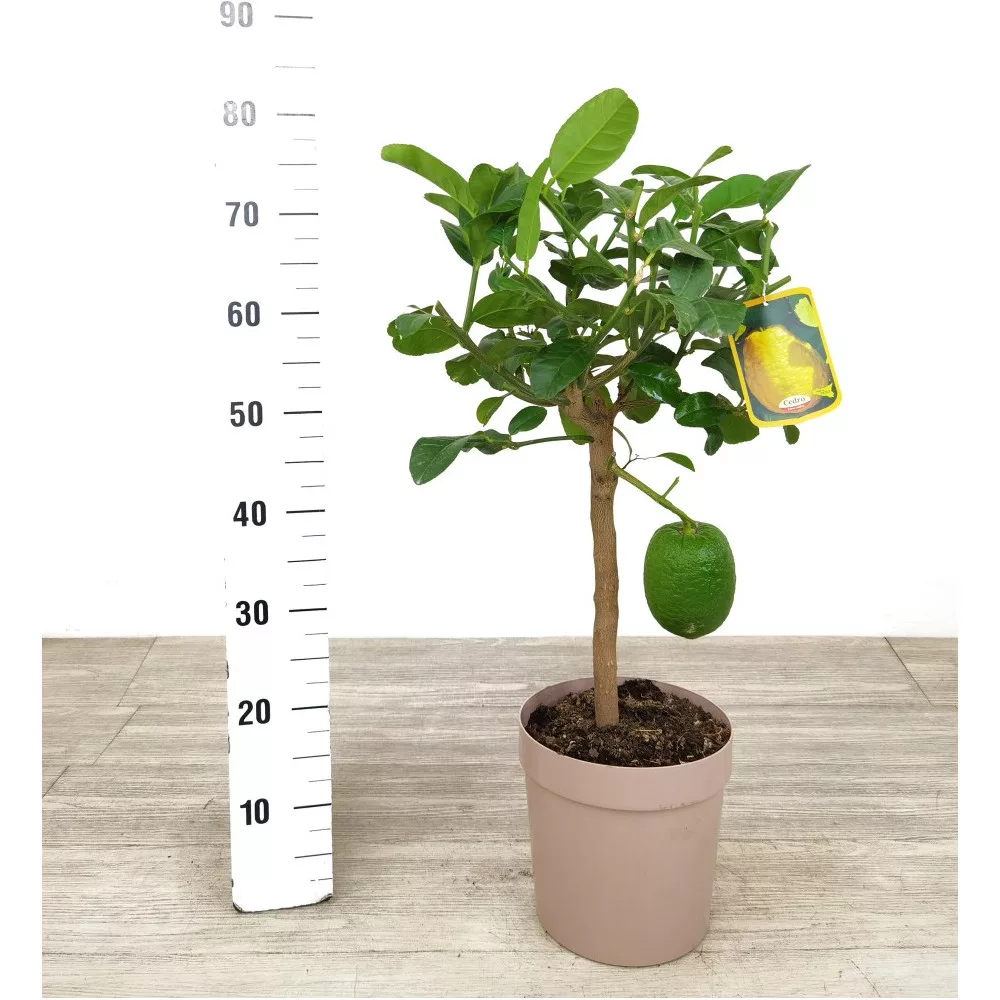 Cedro "Maxima"