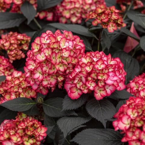 Hydrangea macrophylla "Eclipse"