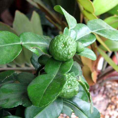 Citrus hystrix